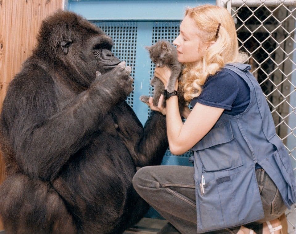 When Koko the Gorilla Chatted Online | The Franklin Institute