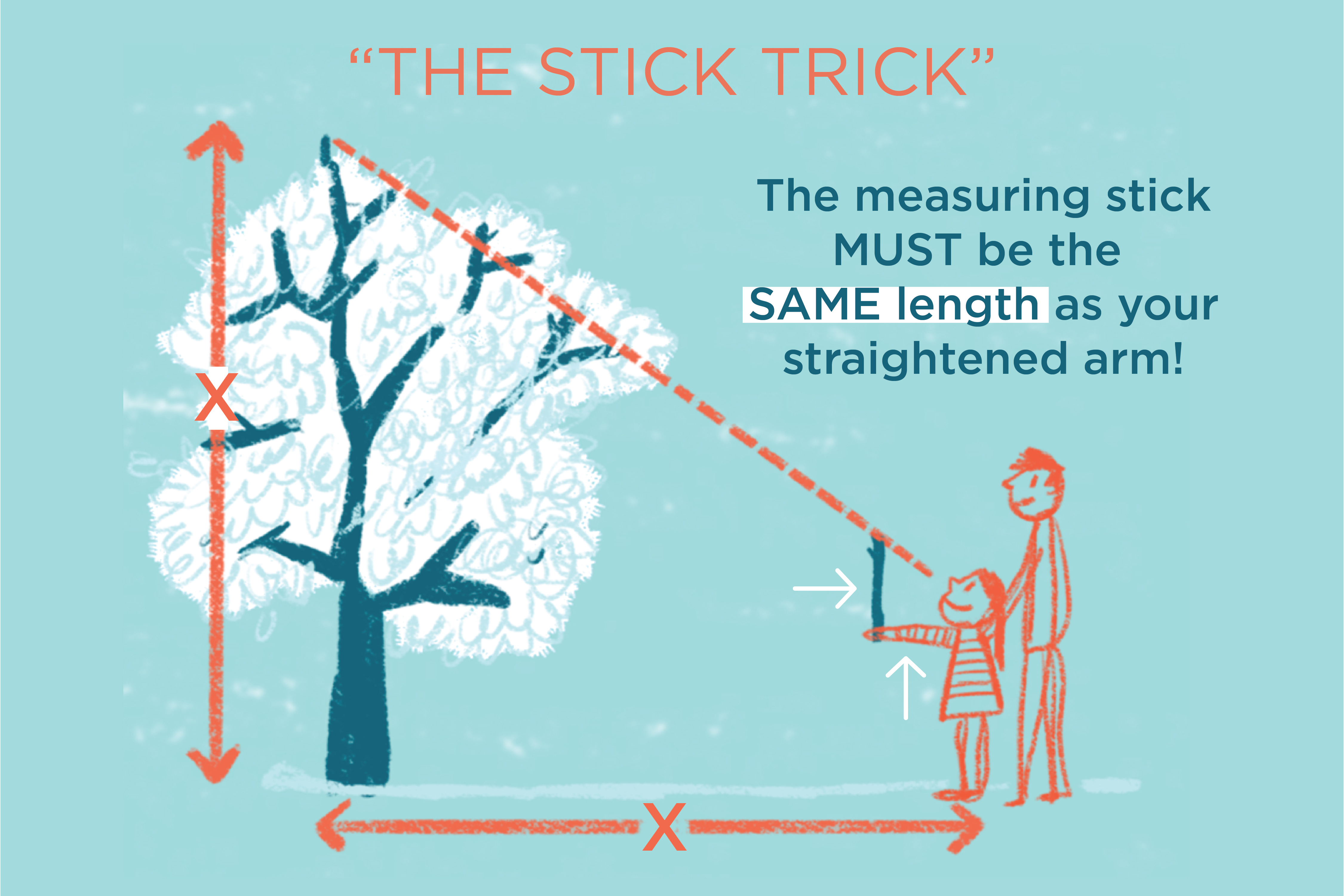 Exactly measuring tree height