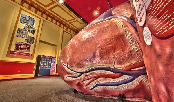 The Giant Heart at The Franklin Institute