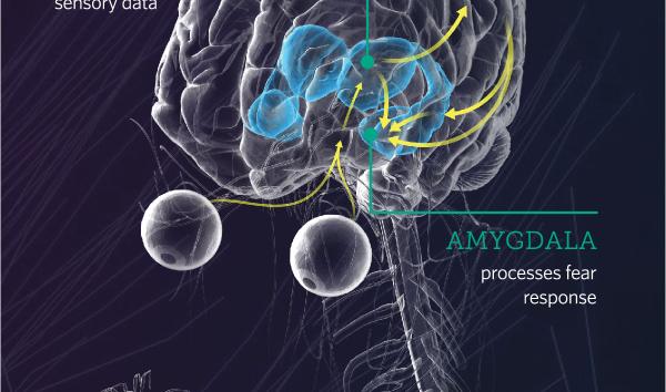 Diagram of the human brain showing locations of the thalamus and amygdala