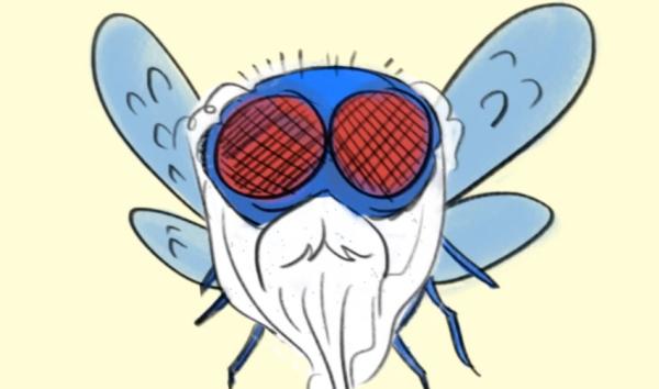 Illustration of a housefly with a long white beard