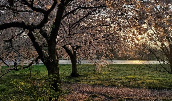 Flowering Trees at Sunset