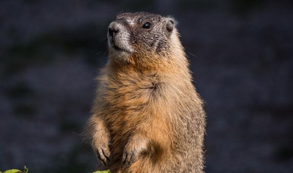 groundhog