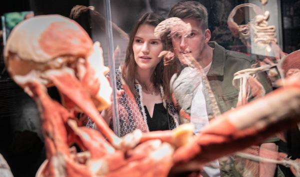 plastinate body worlds couple