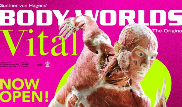 BODY WORLDS: Vital | Now Open!