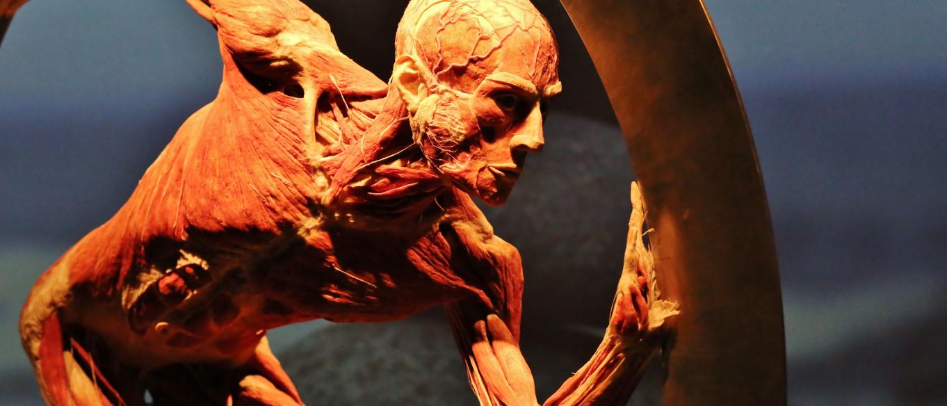 BODY WORLDS: Vital