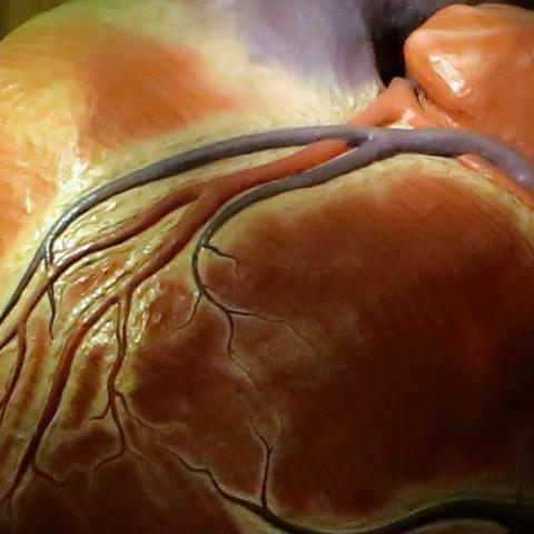 The Giant Heart at The Franklin Institute