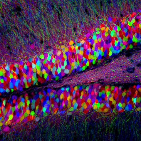 Brainbow Mouse Neurons