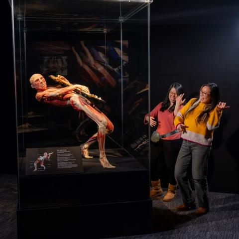 Body Worlds Vital