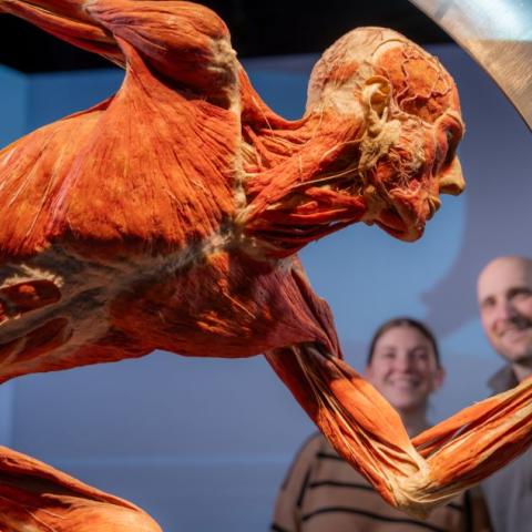 Body Worlds Vital