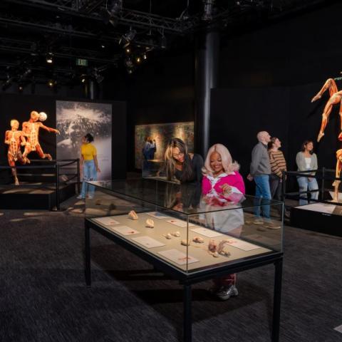 Body Worlds Vital