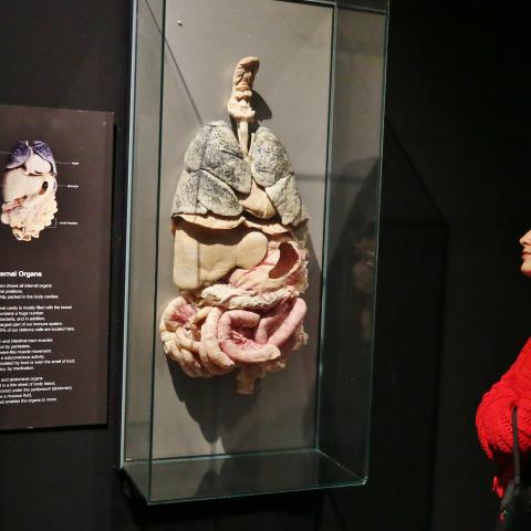 BODY WORLDS: Vital