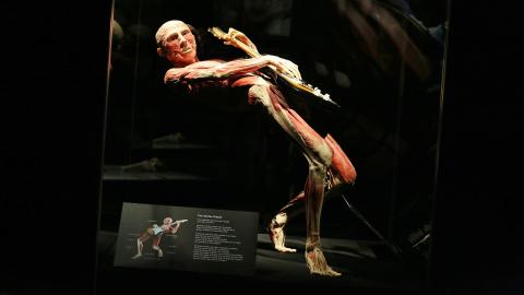 BODY WORLDS: Vital