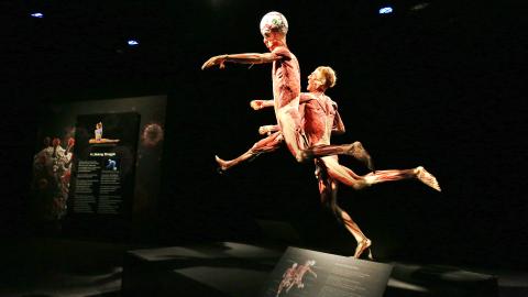 BODY WORLDS: Vital