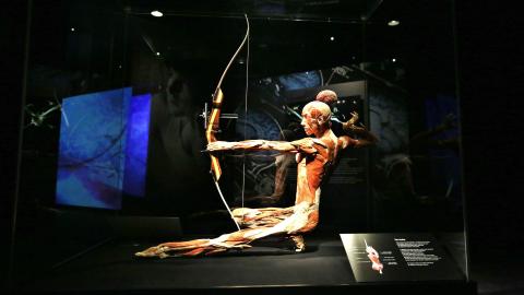 BODY WORLDS: Vital