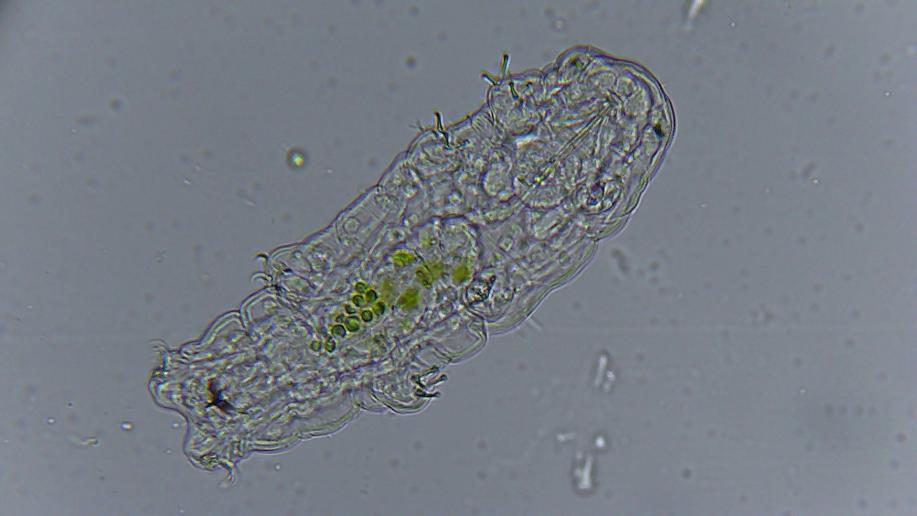 Fat Water Bear Week | Tardigrade Event at The Franklin Institute in Philadelphia 