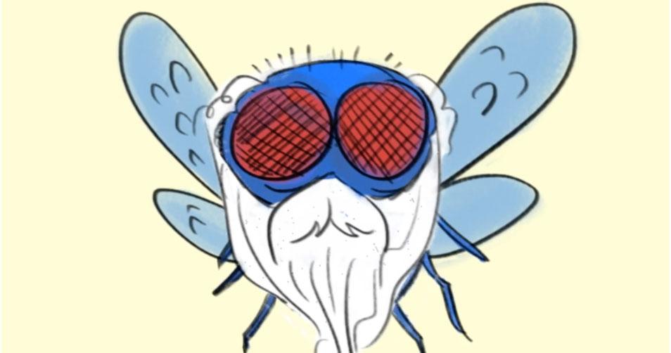 Illustration of a housefly with a long white beard