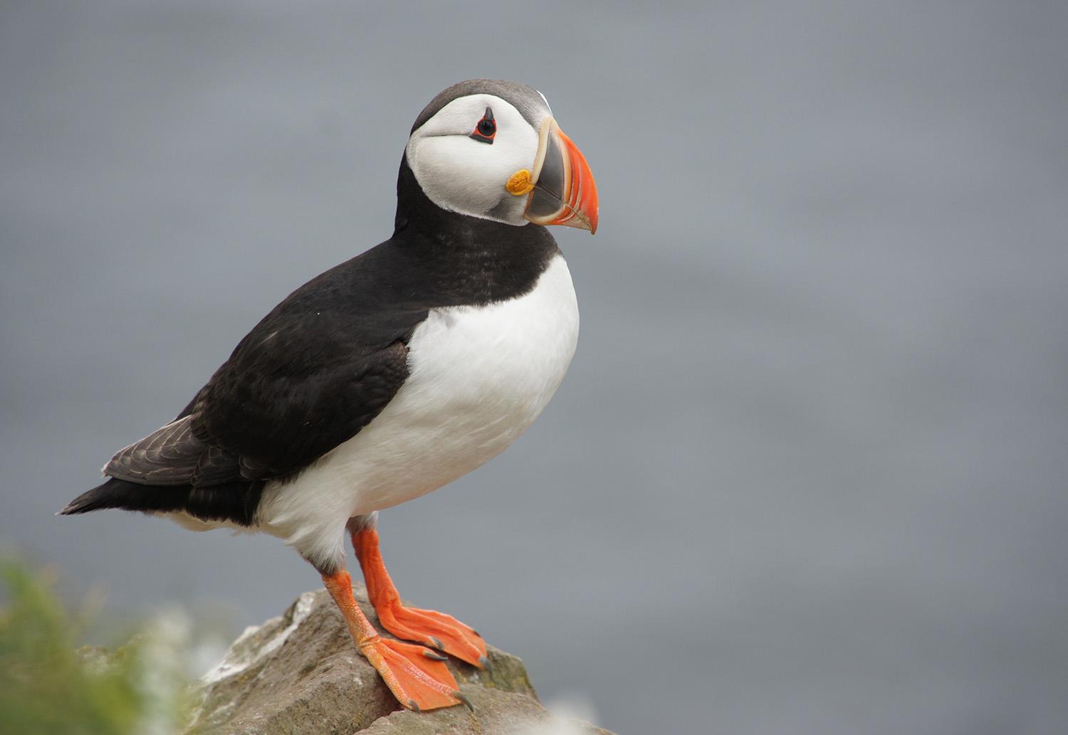 Atlantic Puffin (Fratercula arctica) in Iceland, 2016