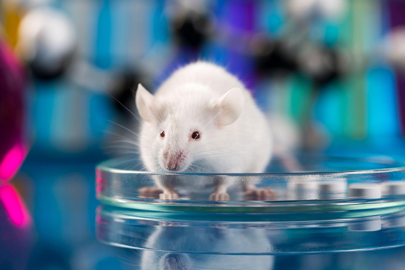 white mouse in petri dish