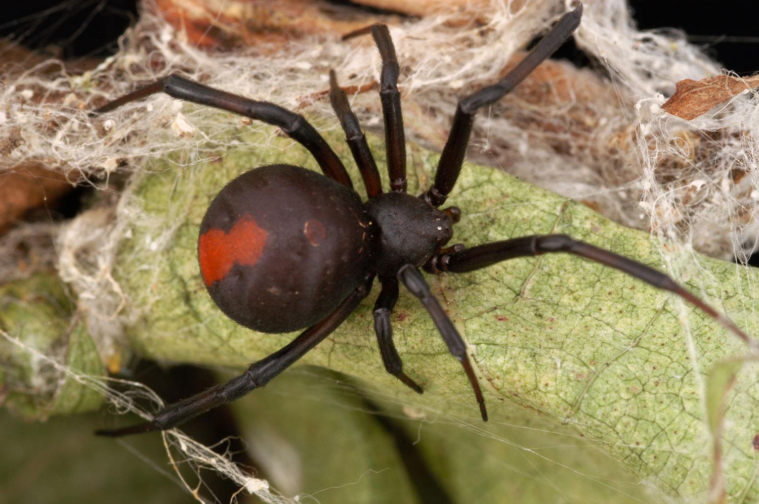 redback spider