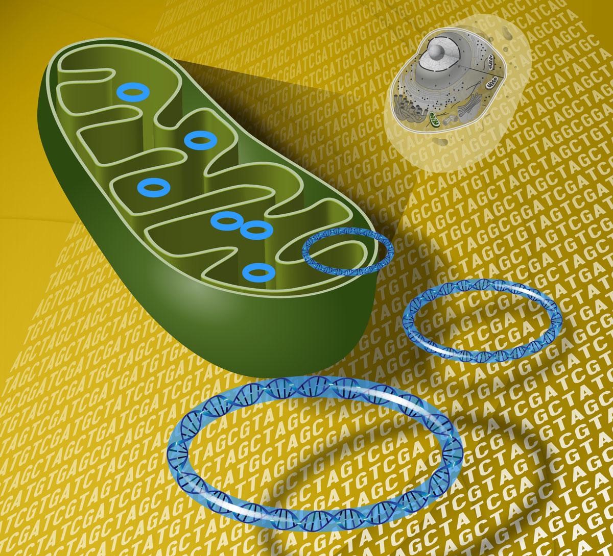 mitochondrial DNA