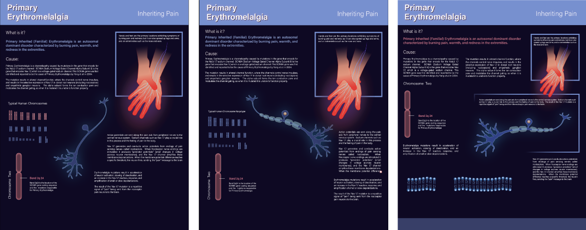 Work in progress of an educational poster design with scientific illustrations depicting a medical condition called Erythromelalgia