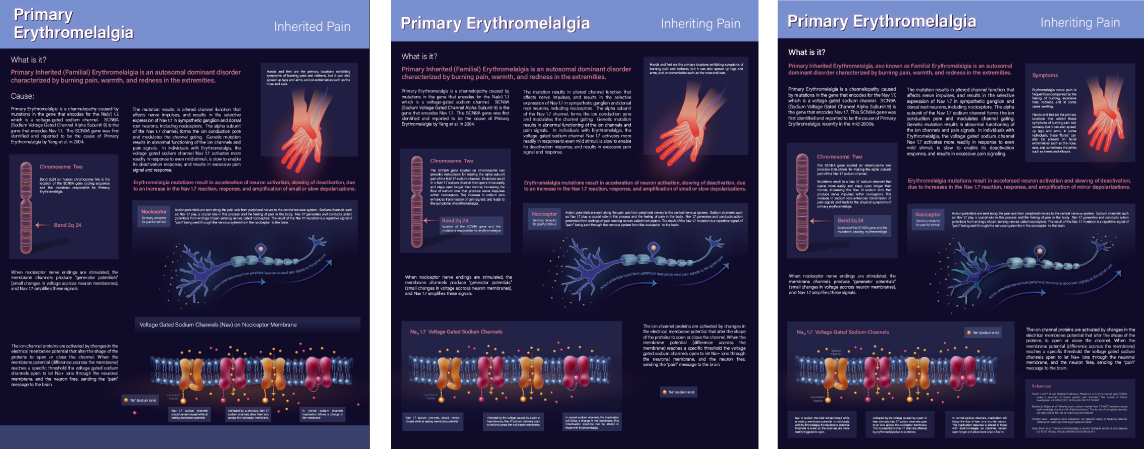 Work in progress of an educational poster design with scientific illustrations depicting a medical condition called Erythromelalgia