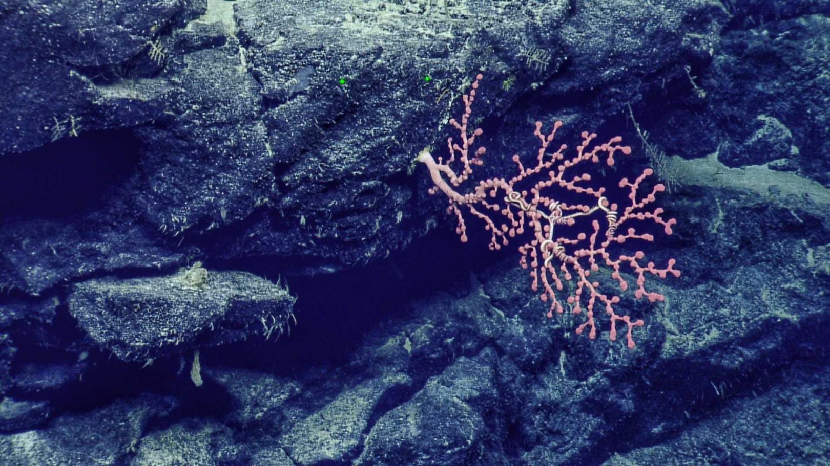 pink-coral