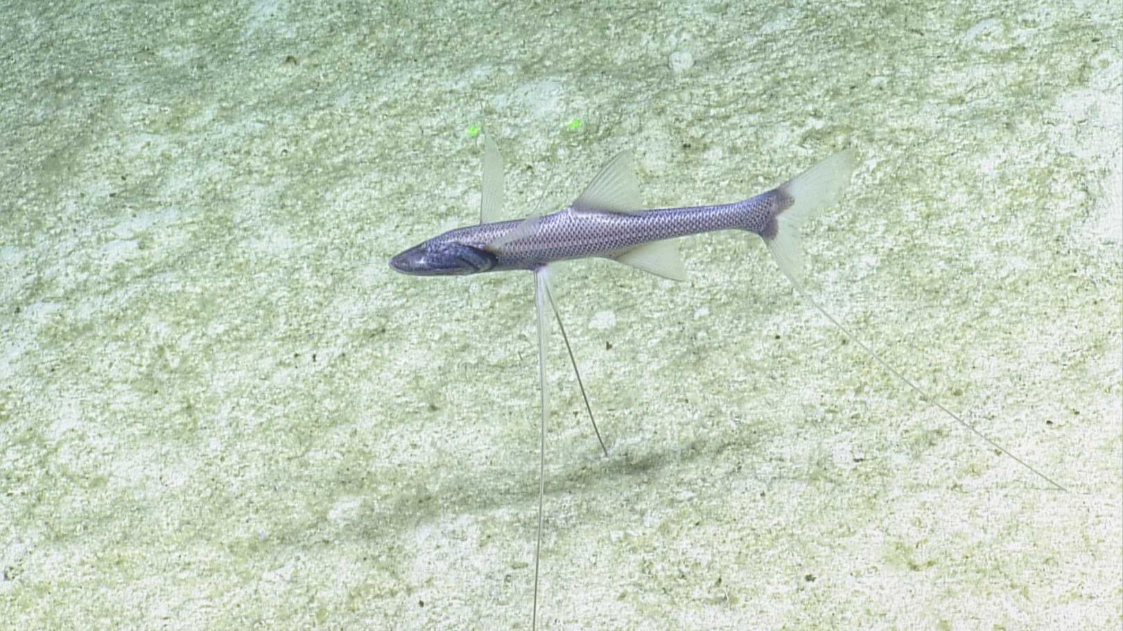 tripod-fish