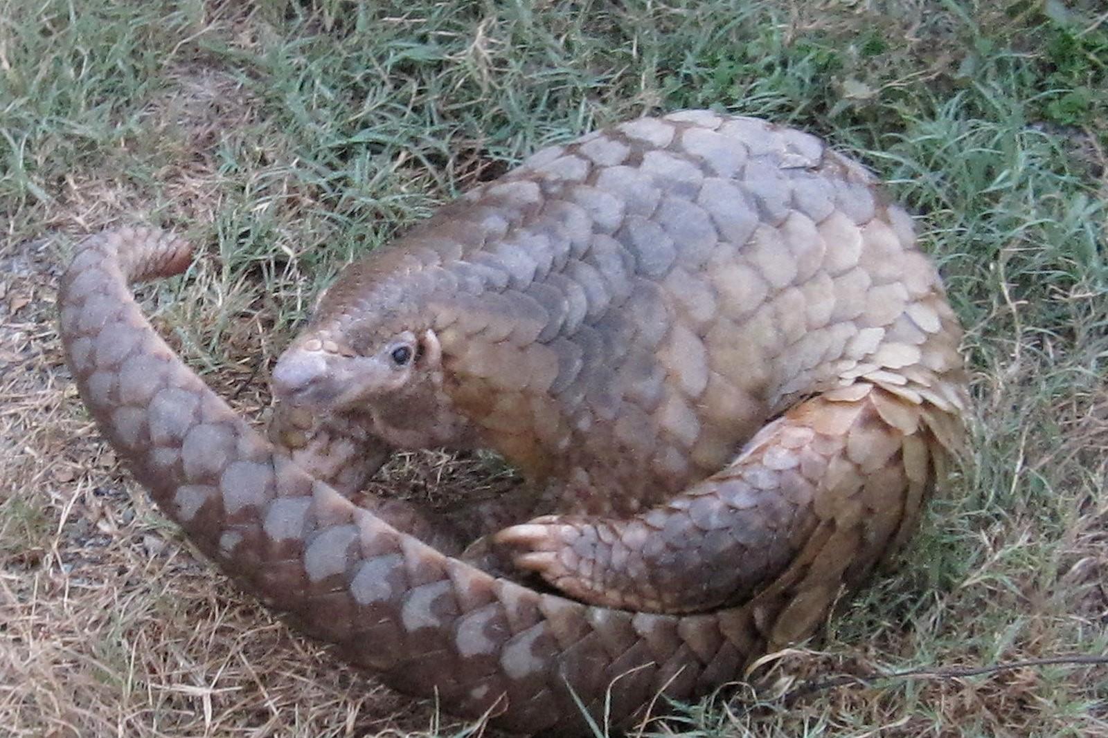 Image of a pangolin