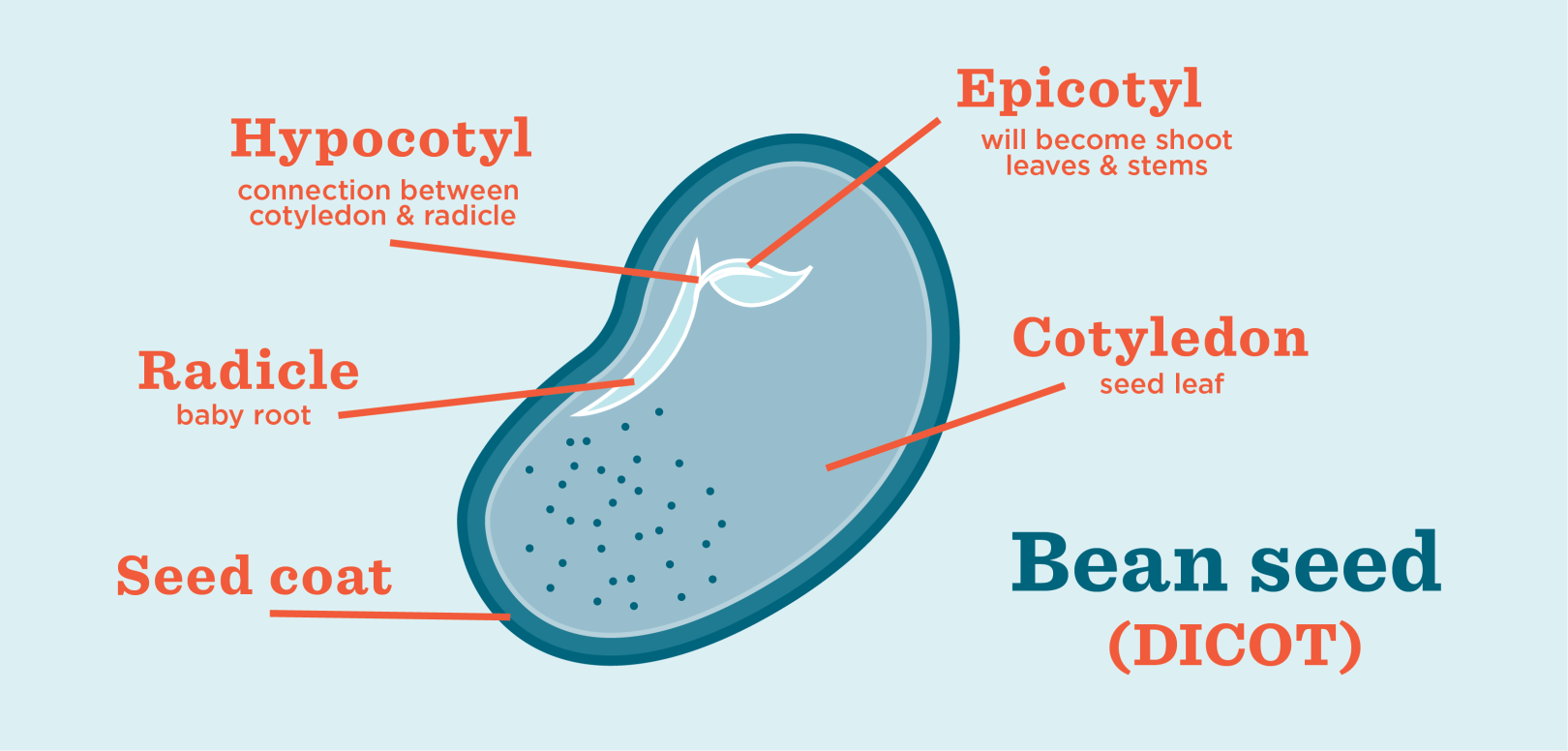 Seed Spirit Science Recipe Diagram of Seed
