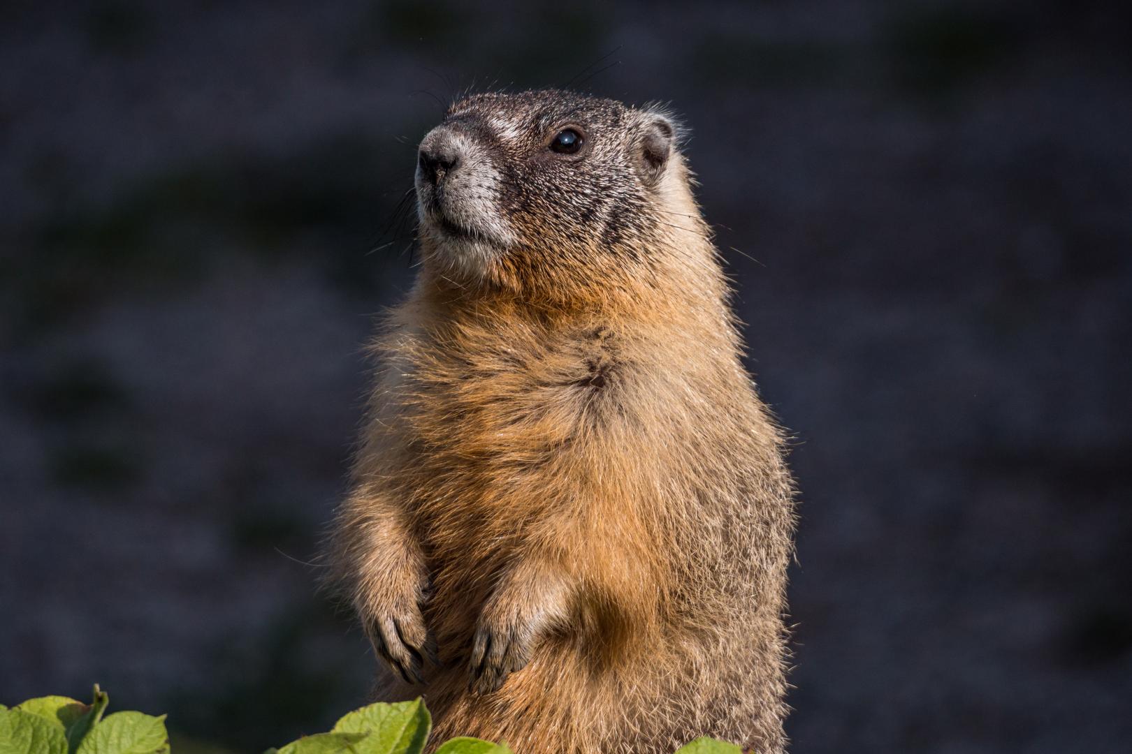 groundhog